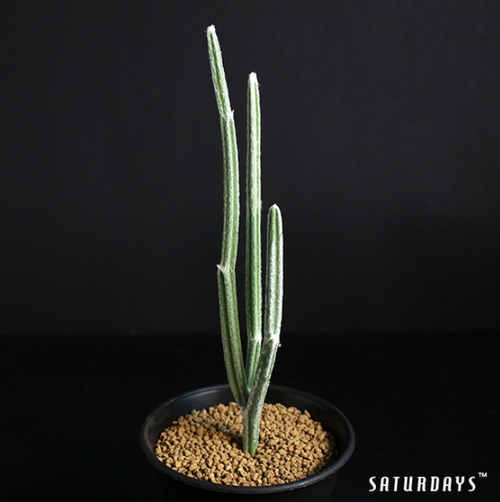 その他多肉植物 ABC Encephalartos horridus Encephalartos horridus 'dwarf form' — SATURDAYS Succulents